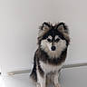 alert, animal, black_and_white, canine, companion, curious, cute, dog, fluffy, fur, furry, indoor, pet, portrait, puppy, sitting, small_dog, studio, white_background, young_dog