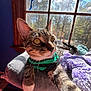 blanket, blue_toy, cat, curious, cushion, daylight, feline, green_harness, indoor, paw, pet, purple_blanket, relaxed, sunlight, tabby_cat, toy, trees_outside, whiskers, window, wooden_window_frame