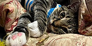 Ash is registered to the contest to win money with this photo: cat, tabby_cat, paw, striped_shirt, cushion, blanket, toy, colorful, orange, yellow, pink, blue, floral_pattern, indoor, relaxed, pet, feline, close_up, playing, cozy