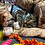 cat, tabby_cat, paw, striped_shirt, cushion, blanket, toy, colorful, orange, yellow, pink, blue, floral_pattern, indoor, relaxed, pet, feline, close_up, playing, cozy