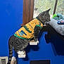 cat, tabby_cat, climbing, yellow_shirt, dinosaur_print, window, blue_wall, indoor, pet, curious, steps, wooden, feline, animal, cozy, home, playful, shirt, claws, tail