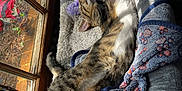 Ash is registered to the contest to win money with this photo: animal, blanket, cat, comfort, cozy, fur, gray, home, indoor, paw, pet_bed, purple_toy, relaxed, resting, sleeping, stretching, sunlight, tabby, whiskers, window