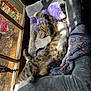 cat, tabby, pet_bed, gray, purple_toy, sunlight, window, stretching, relaxed, sleeping, indoor, cozy, fur, paw, whiskers, home, blanket, comfort, animal, resting