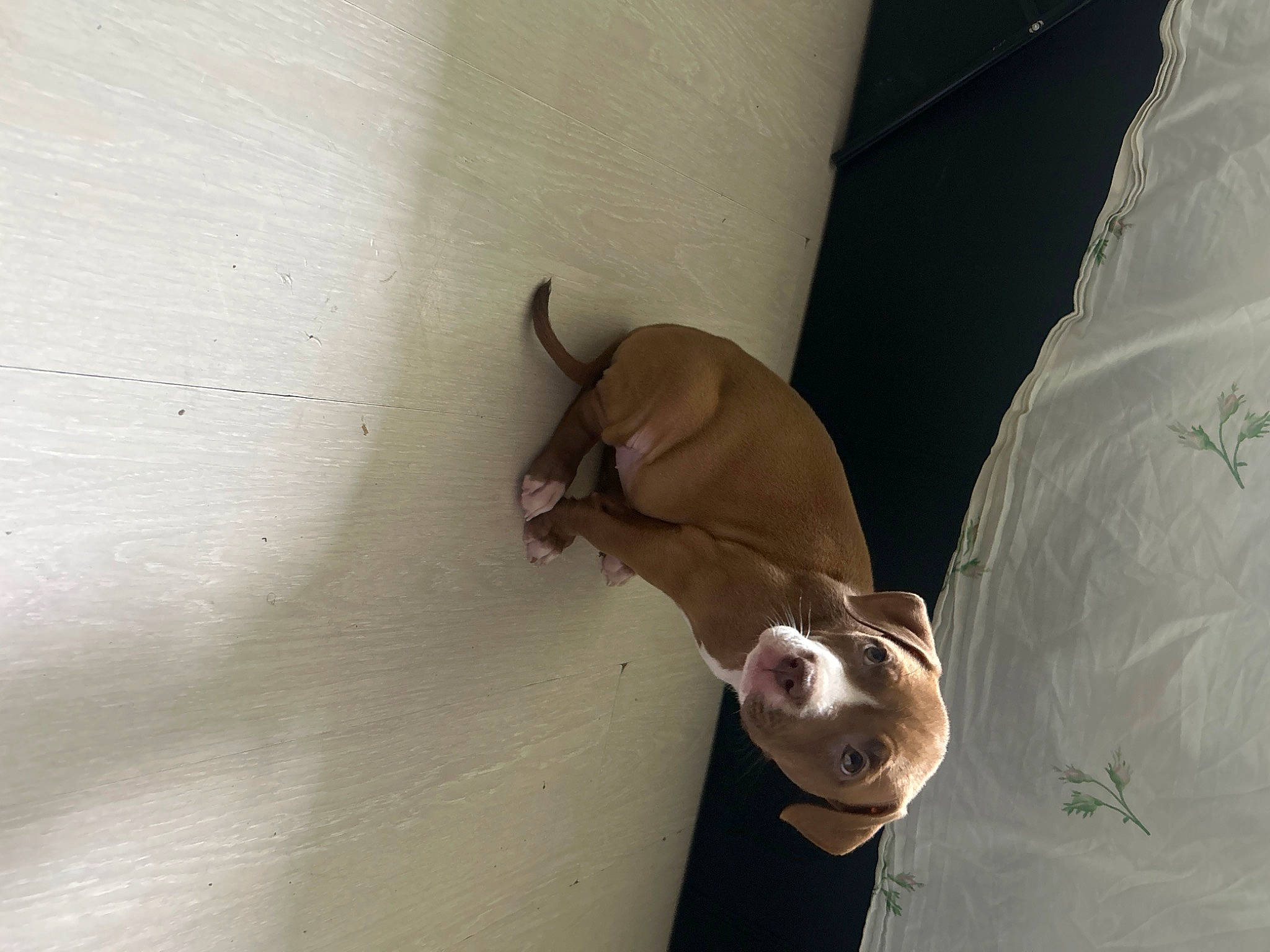 Rose participe au concours pour gagner de l'argent avec cette photo : abdomen, art, ceiling, comfort, dog, ear, elbow, fawn, felidae, flooring, gesture, hardwood, human_leg, knee, linens, plaster, shoulder, small_to_medium_sized_cats, tail, wood