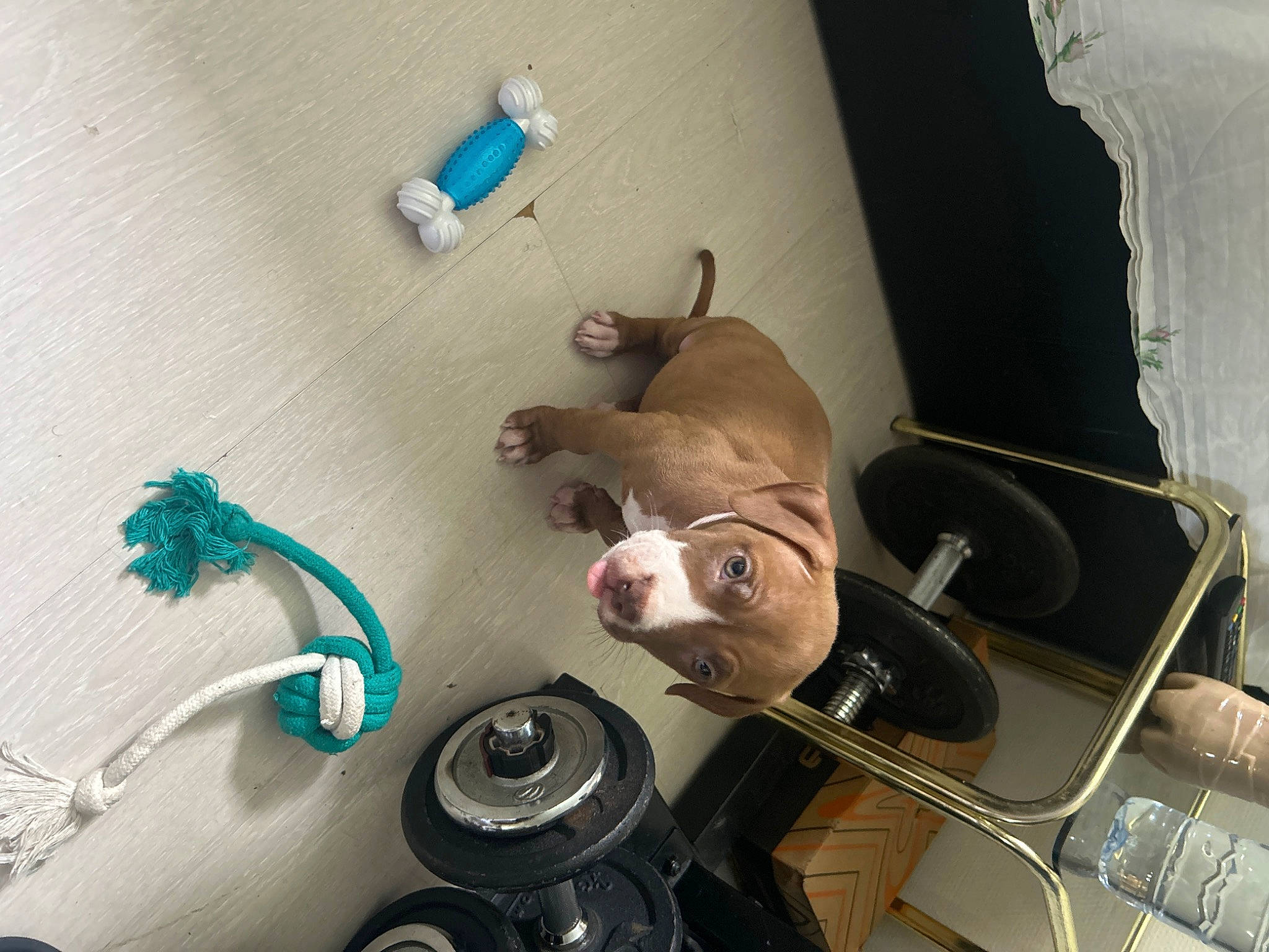 Rose participe au concours pour gagner de l'argent avec cette photo : audio_equipment, auto_part, cable, companion_dog, dog, dog_breed, electrical_supply, electrical_wiring, eyewear, fawn, flooring, gas, machine, room, tail, wire