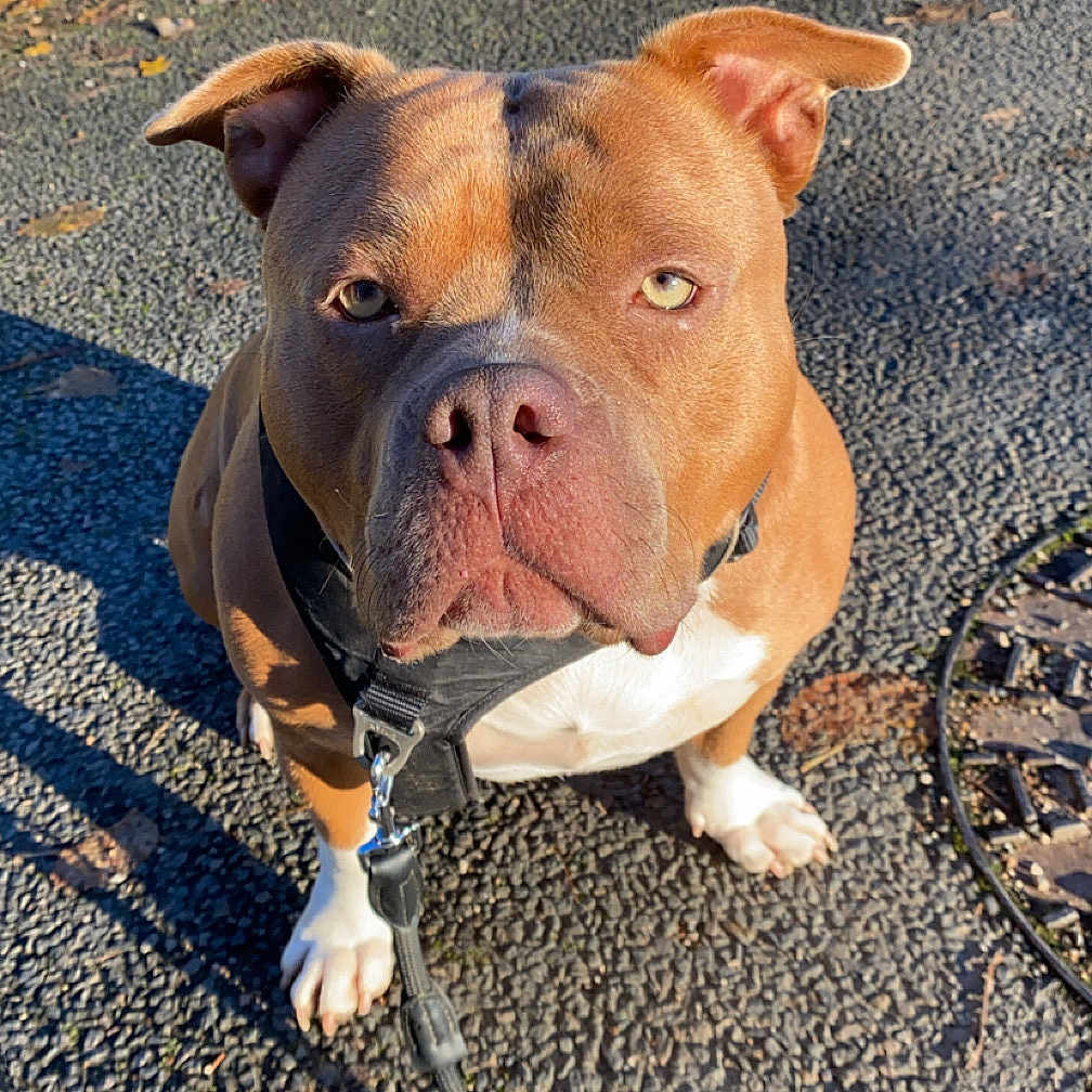Chjara participe au concours pour gagner de l'argent avec cette photo : accessories, animal, boxer, bulldog, canine, dog, frenchbulldog, gravel, leash, path, pet, pitbull, puppy, road, rock, sidewalk, soil, strap, tarmac, walkway