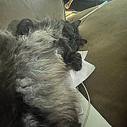 Aurora joined the competition — help win amazing prizes! animal, black_cat, cat, comfort, cord, couch, cozy, feline, fluffy, fur, home, indoor, lazy, lounge, papers, pet, relaxed, resting, soft, sprawled