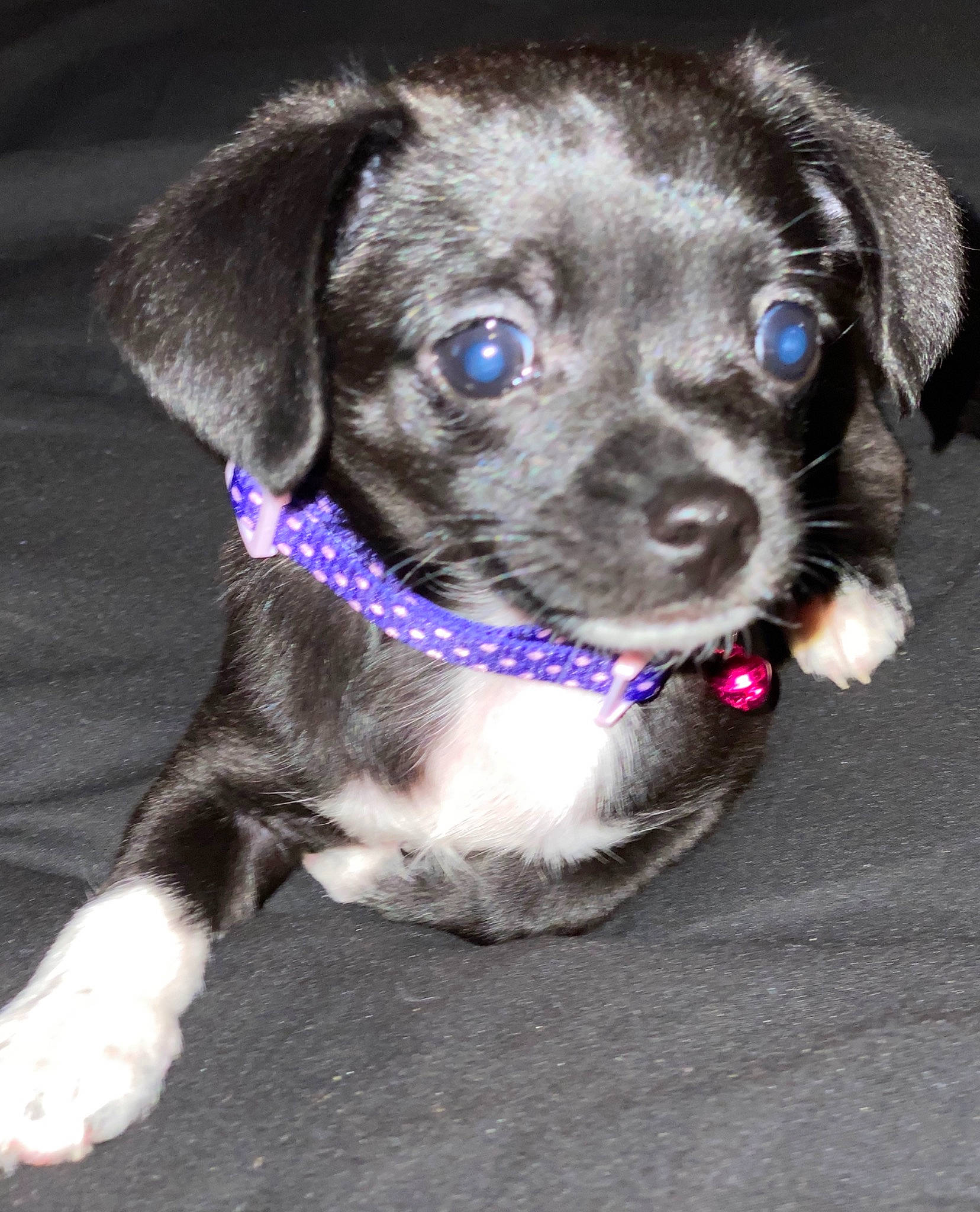 Dottie Blue is registered to the contest to win money with this photo: beagador, canidae, carnivore, dog, dog_breed, dog_collar, eye, mammal, patterdale_terrier, puggle, puppy, rare_breed_dog, snout, sporting_group, vertebrate, whiskers