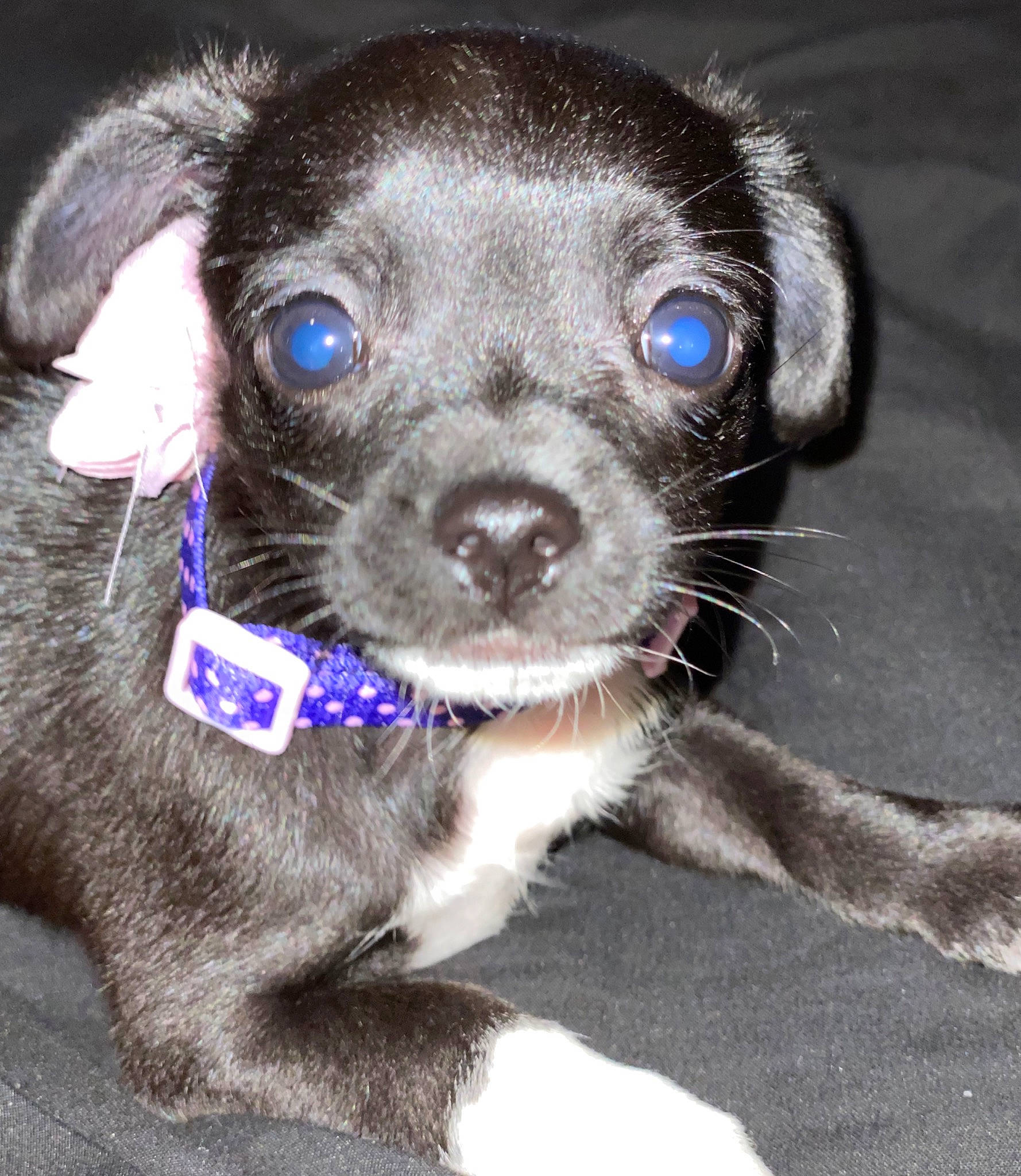 Dottie Blue is registered to the contest to win money with this photo: beagador, canidae, carnivore, chihuahua, companion_dog, dog, dog_breed, ear, eye, feist, mammal, nose, puppy, rare_breed_dog, snout, sporting_group, vertebrate, whiskers