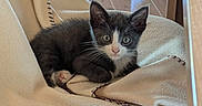 Baboo a rejoint le concours — aidez-le/la à gagner de superbes lots ! animal, blanket, cat, chair, cozy, curious, cute, domestic_animal, feline, fur, indoor, kitten, pet, relaxing, resting, small, tuxedo_cat, whiskers, wooden_floor, young_animal