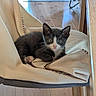 animal, blanket, cat, chair, cozy, curious, cute, domestic_animal, feline, fur, indoor, kitten, pet, relaxing, resting, small, tuxedo_cat, whiskers, wooden_floor, young_animal