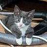 Baboo participe au concours pour gagner de l'argent avec cette photo : animal, cables, cat, closeup, curious, cute, ears, fur, gray_cat, hoses, indoor, kitten, pet, playful, small, whiskers, white_paws, wide_eyes, wooden_floor, young