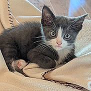 Baboo participe au concours pour gagner de l'argent avec cette photo : animal, blanket, cat, cozy, curious, cute, ears, eyes, feline, floor, gray, indoor, kitten, paws, pet, resting, soft, whiskers, white, young