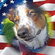 Marlie joined the competition — help win amazing prizes! american_flag, animal, background, black, brown, close_up, collar, cute, dog, ears, expression, face, fur, grass, nose, outdoor, patriotic, pet, portrait, white