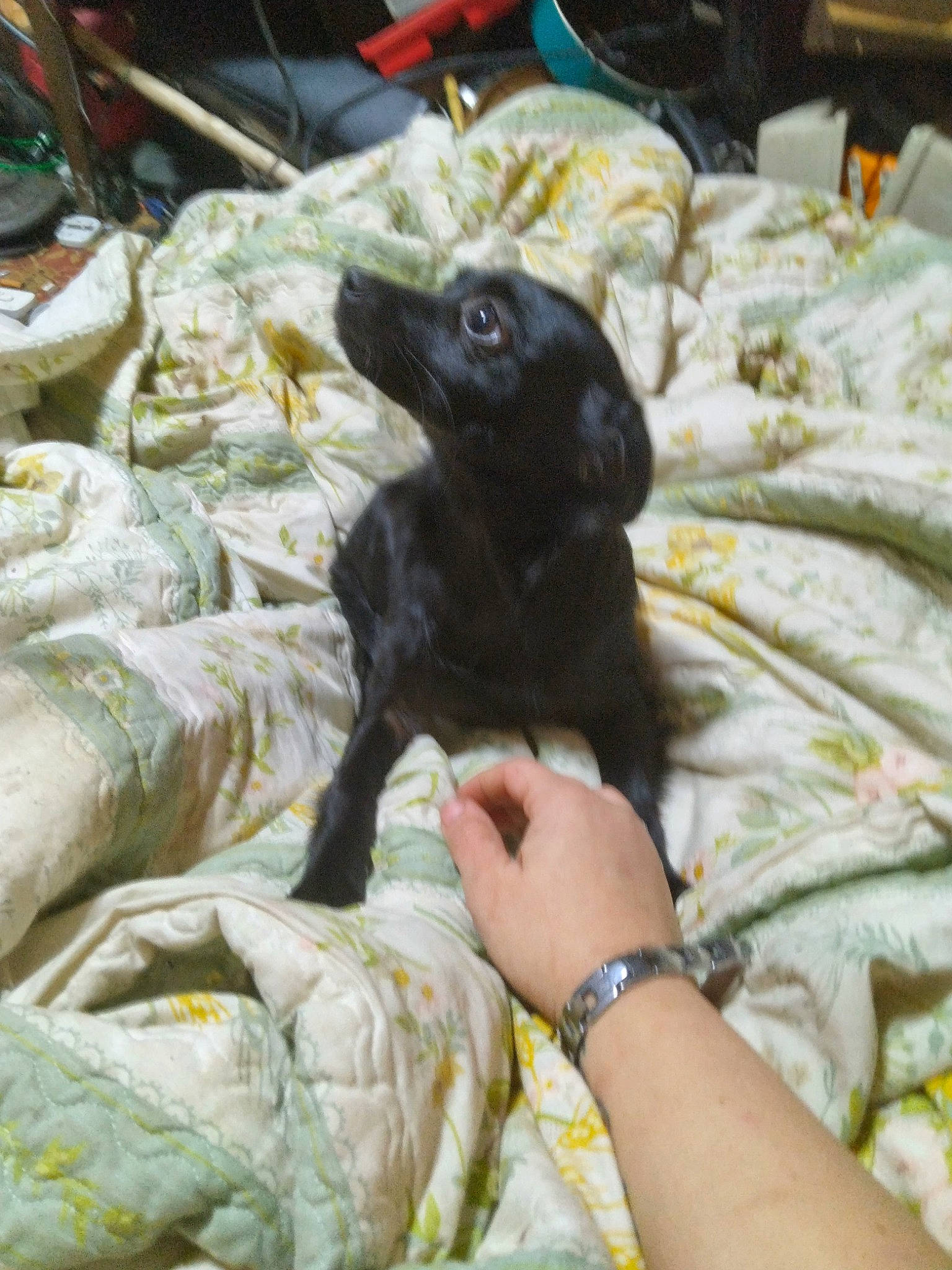 Sheba joined the competition — help win amazing prizes! bed, bedding, canidae, carnivore, comfort, companion_dog, dog, dog_breed, duvet, felidae, fur, linens, pattern, small_to_medium_sized_cats, snout, sporting_group, toy_dog, watch, whiskers, working_animal