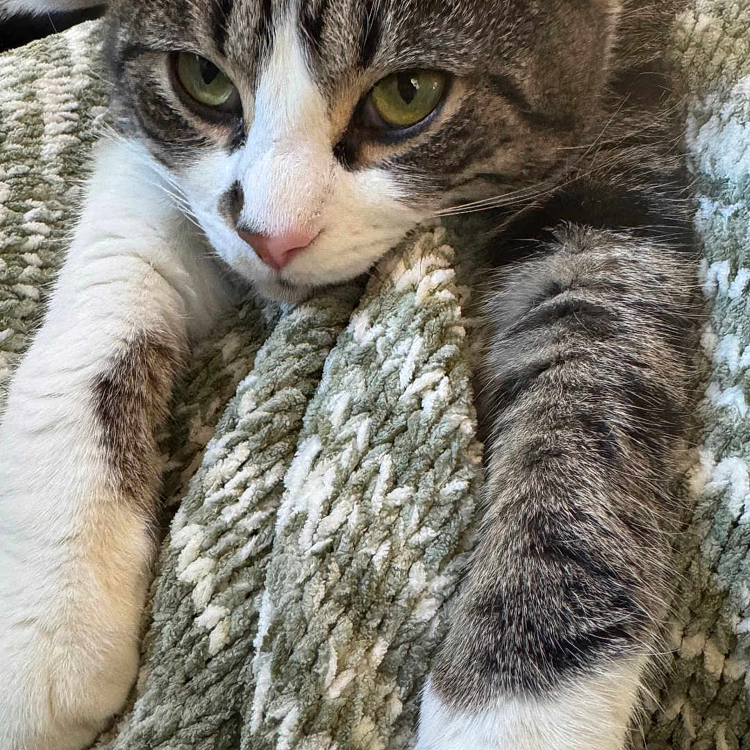 Julien joined the competition — help win amazing prizes! animal, blanket, cat, closeup, cozy, cute, domestic_cat, feline, fur, green_eyes, indoor, paws, pet, relaxed, resting, sleepy, stretching, tabby, texture, whiskers