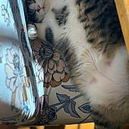 Julien joined the competition — help win amazing prizes! cat, tabby, sleeping, fluffy, paw, cushion, floral_pattern, indoor, sunlight, shadow, wooden_floor, relaxed, pet, animal, cute, cozy, resting, feline, soft, comfort