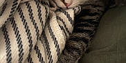 Julien is registered to the contest to win money with this photo: cat, blanket, striped, paw, fur, cozy, resting, indoor, cute, pet, animal, tabby, whiskers, relaxed, soft, texture, comfort, closeup, nap, domestic