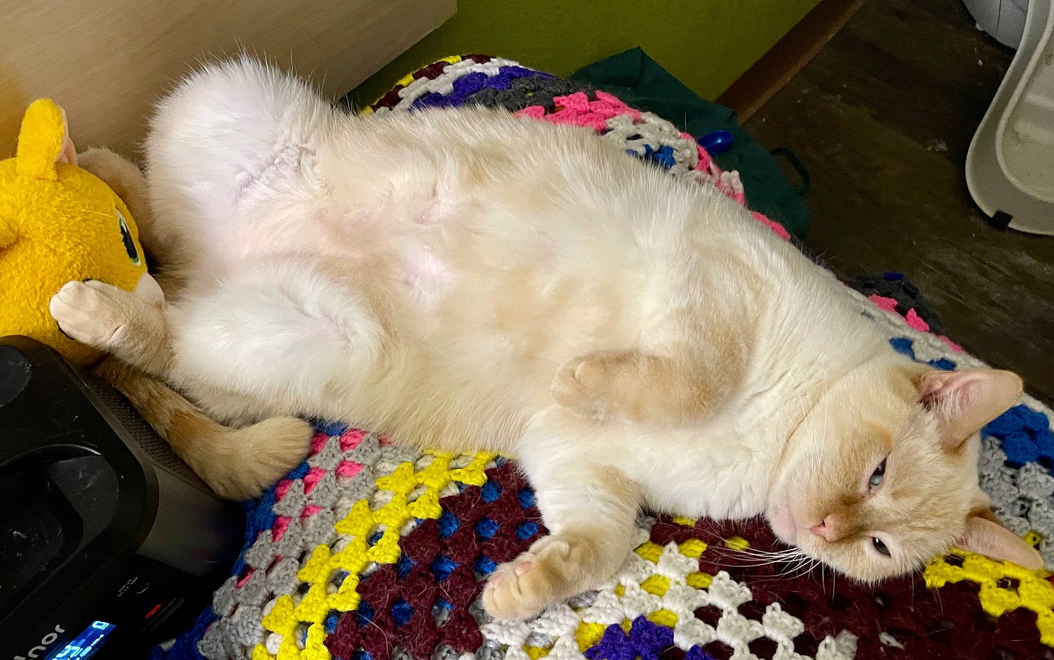 Castiel joined the competition — help win amazing prizes! bed, carnivore, cat, claw, comfort, companion_dog, dog_breed, domestic_short_haired_cat, felidae, fur, linens, nap, pattern, paw, small_to_medium_sized_cats, tail, whiskers, yellow