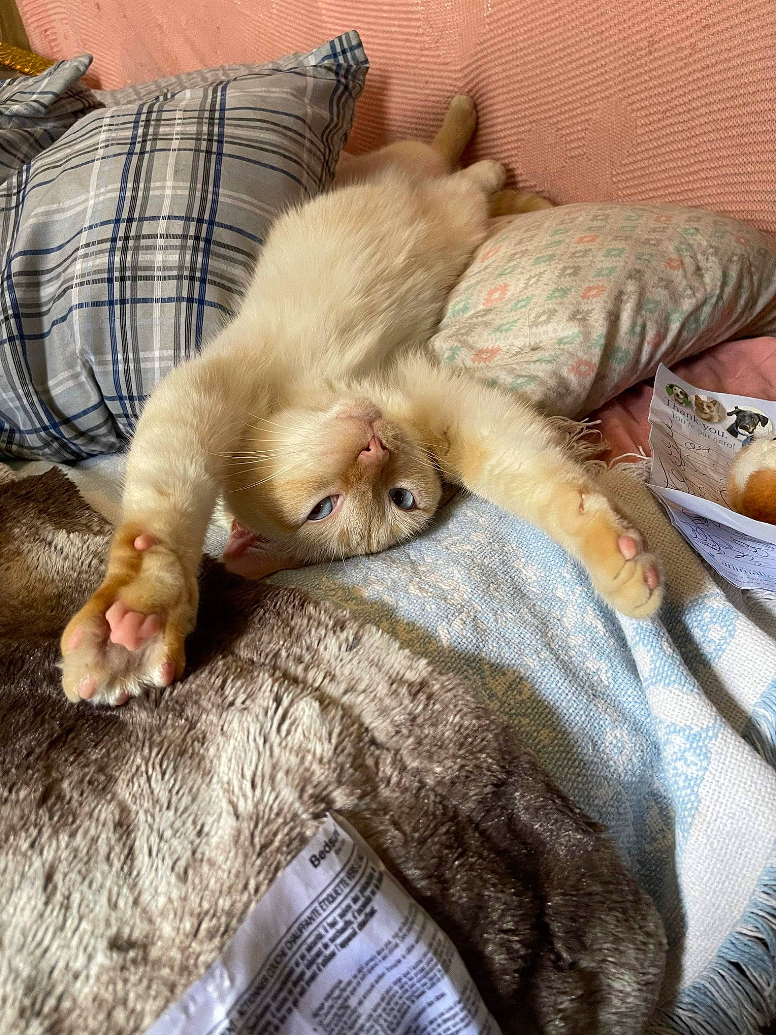 Castiel joined the competition — help win amazing prizes! bed, canidae, carnivore, cat, claw, comfort, companion_dog, couch, domestic_short_haired_cat, duvet, fawn, felidae, fur, linens, nap, small_to_medium_sized_cats, sporting_group, tartan, textile, whiskers