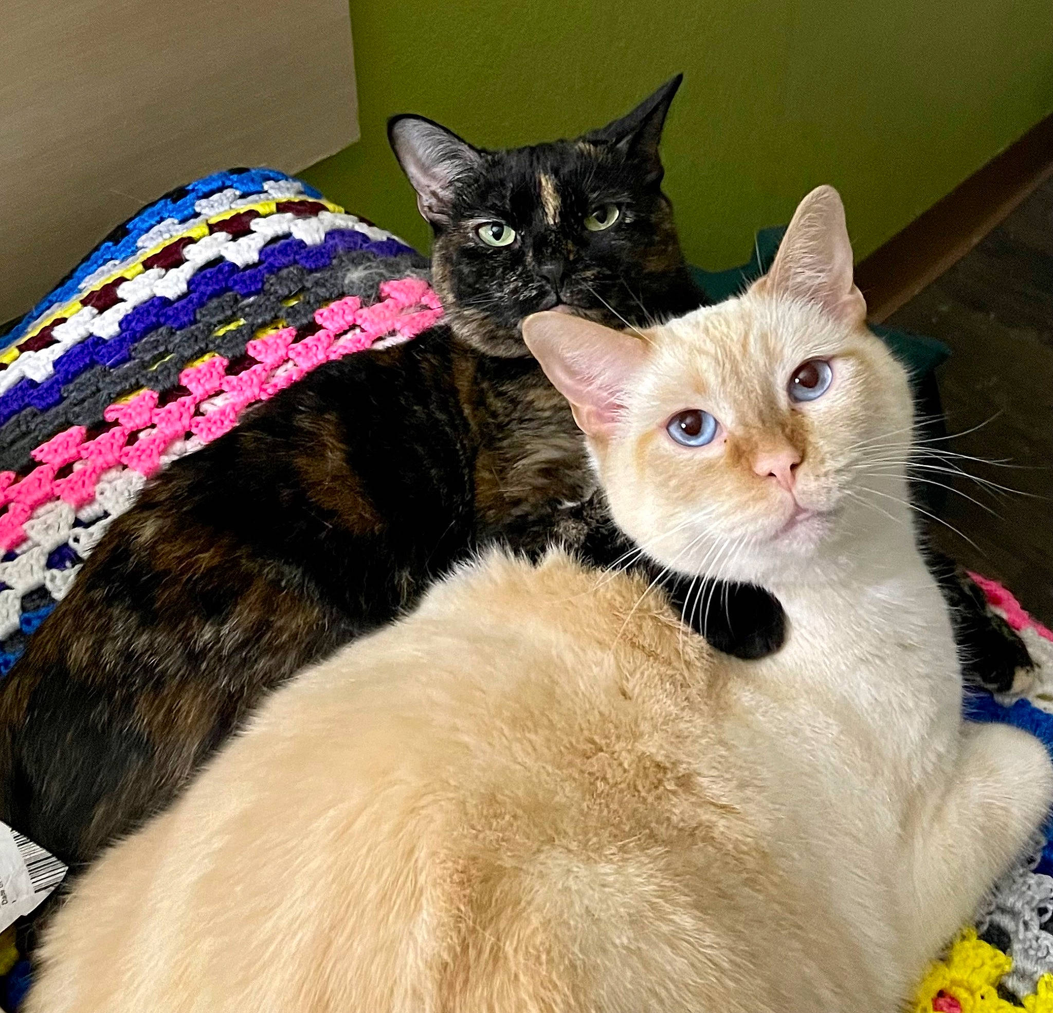 Castiel joined the competition — help win amazing prizes! carnivore, cat, cat_bed, cat_supply, claw, collar, comfort, couch, domestic_short_haired_cat, fashion_accessory, fawn, felidae, fur, iris, paw, pet_supply, small_to_medium_sized_cats, snout, tail, whiskers