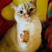 Castiel joined the competition — help win amazing prizes! animal, blue_eyes, cat, closeup, colorful_blanket, cozy, cute, expressive_eyes, feline, fur, indoor, looking_at_camera, mammal, paw, pet, pink_nose, resting, soft, whiskers, yellow_pillow