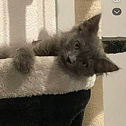 Noisette participe au concours pour gagner de l'argent avec cette photo : cat, kitten, gray_cat, cat_tree, scratching_post, indoor, pet, animal, cute, feline, playful, curious, cozy, soft_lighting, portrait, head_tilt, paw, resting, home, screen_interface