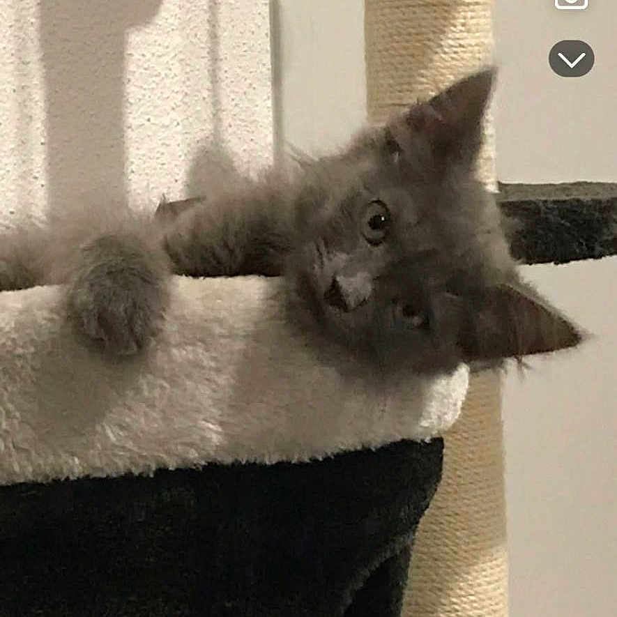 Noisette participe au concours pour gagner de l'argent avec cette photo : cat, kitten, gray_cat, cat_tree, scratching_post, indoor, pet, animal, cute, feline, playful, curious, cozy, soft_lighting, portrait, head_tilt, paw, resting, home, screen_interface