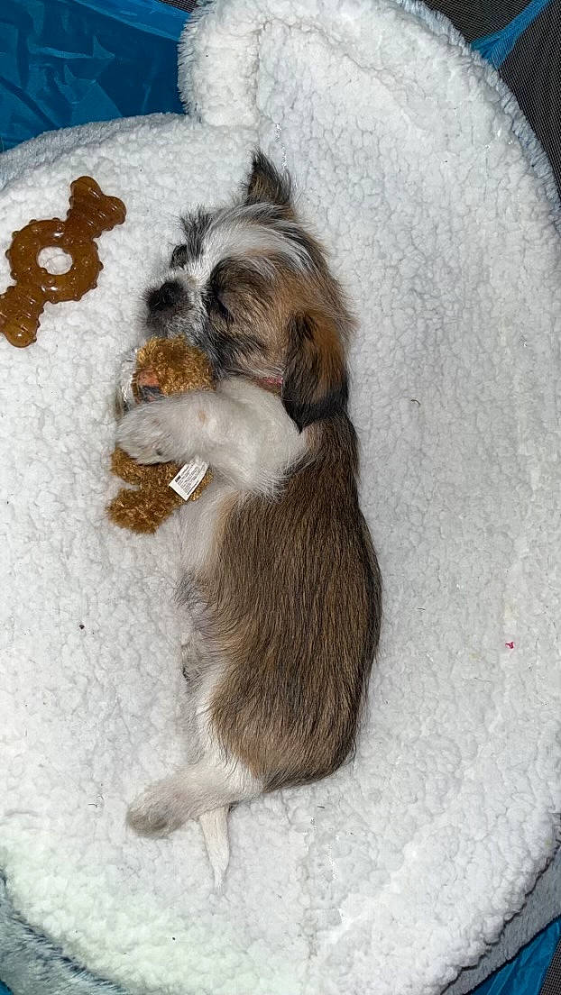 Bean joined the competition — help win amazing prizes! canidae, carnivore, companion_dog, dog, dog_breed, fawn, felidae, fur, liver, paw, pet_supply, shetland_sheepdog, small_to_medium_sized_cats, snout, snow, sporting_group, tail, toy_dog, whiskers, working_animal