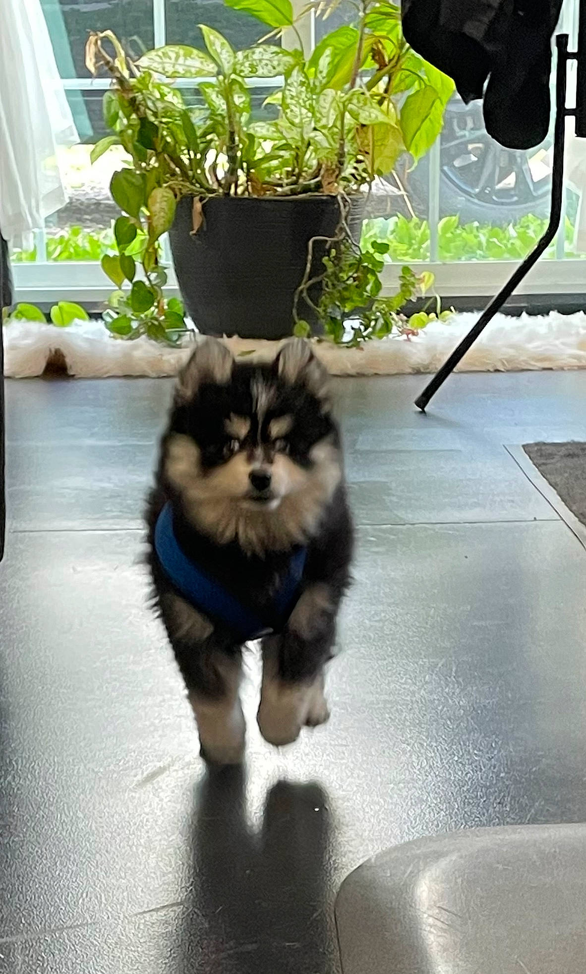 Cubby is registered to the contest to win money with this photo: british_longhair, carnivore, cat, companion_dog, dog_breed, felidae, flooring, flowerpot, fur, grass, green, houseplant, plant, road_surface, sitting, small_to_medium_sized_cats, tail, terrestrial_animal, toy_dog, whiskers