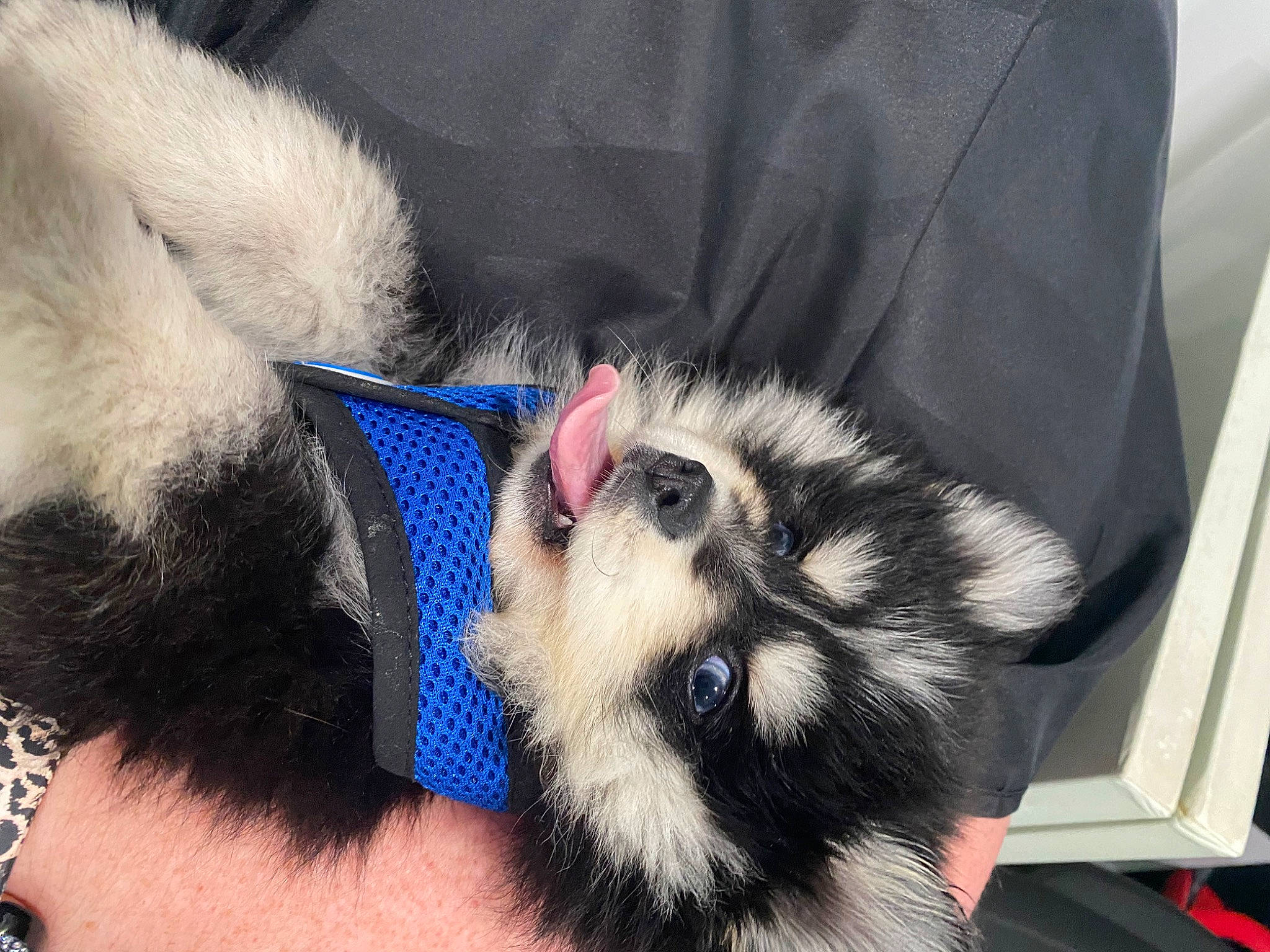 Cubby is registered to the contest to win money with this photo: animal_product, canidae, carnivore, collar, companion_dog, dog, dog_breed, dog_supply, electric_blue, fashion_accessory, fawn, foot, fur, fur_clothing, paw, snout, sporting_group, tail, whiskers, white