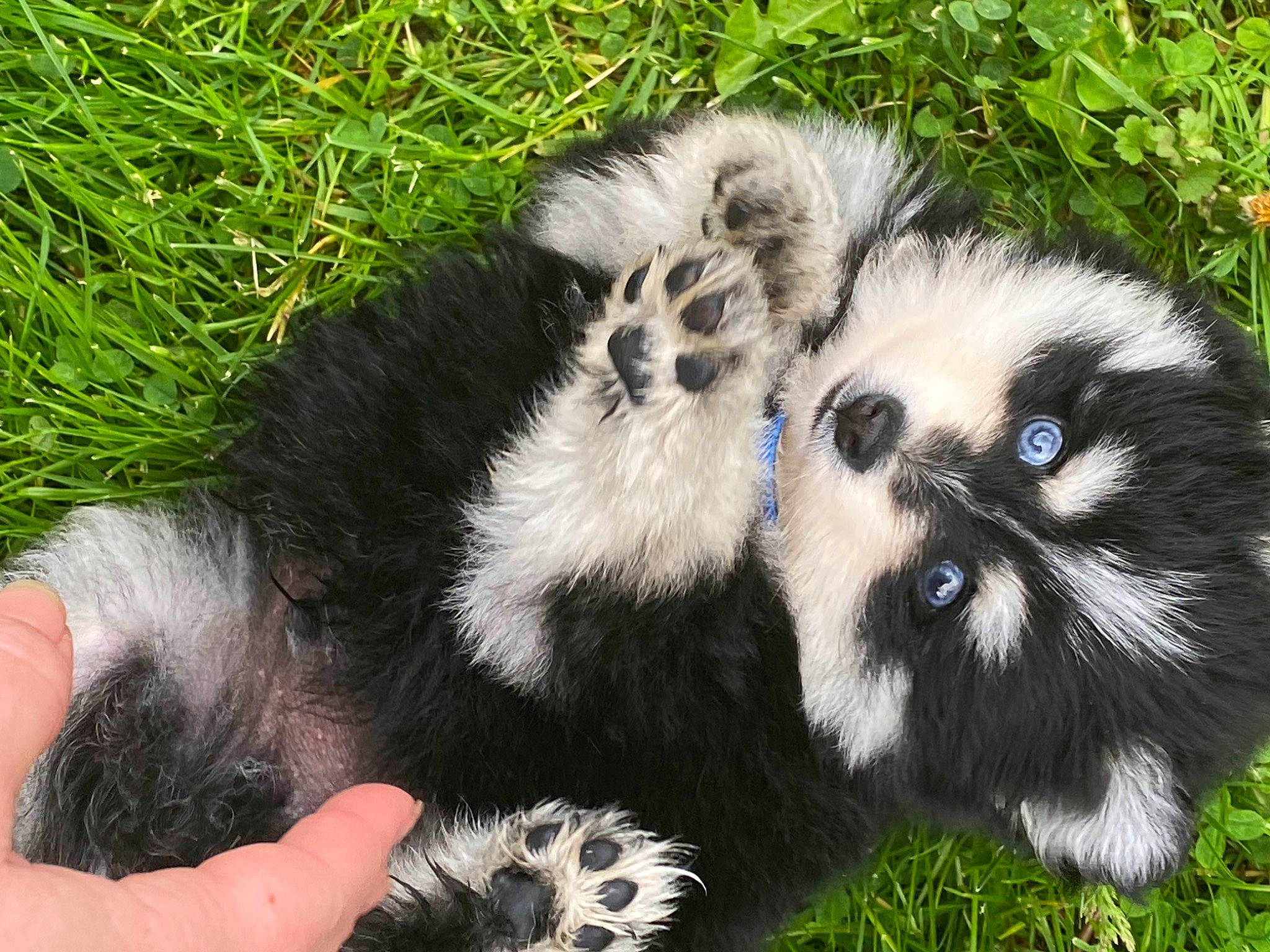 Cubby is registered to the contest to win money with this photo: ancient_dog_breeds, canidae, carnivore, companion_dog, dog, dog_breed, fawn, fur, grass, lemur, non_sporting_group, paw, plant, primate, snout, sporting_group, terrestrial_animal, toy_dog, whiskers, wildlife