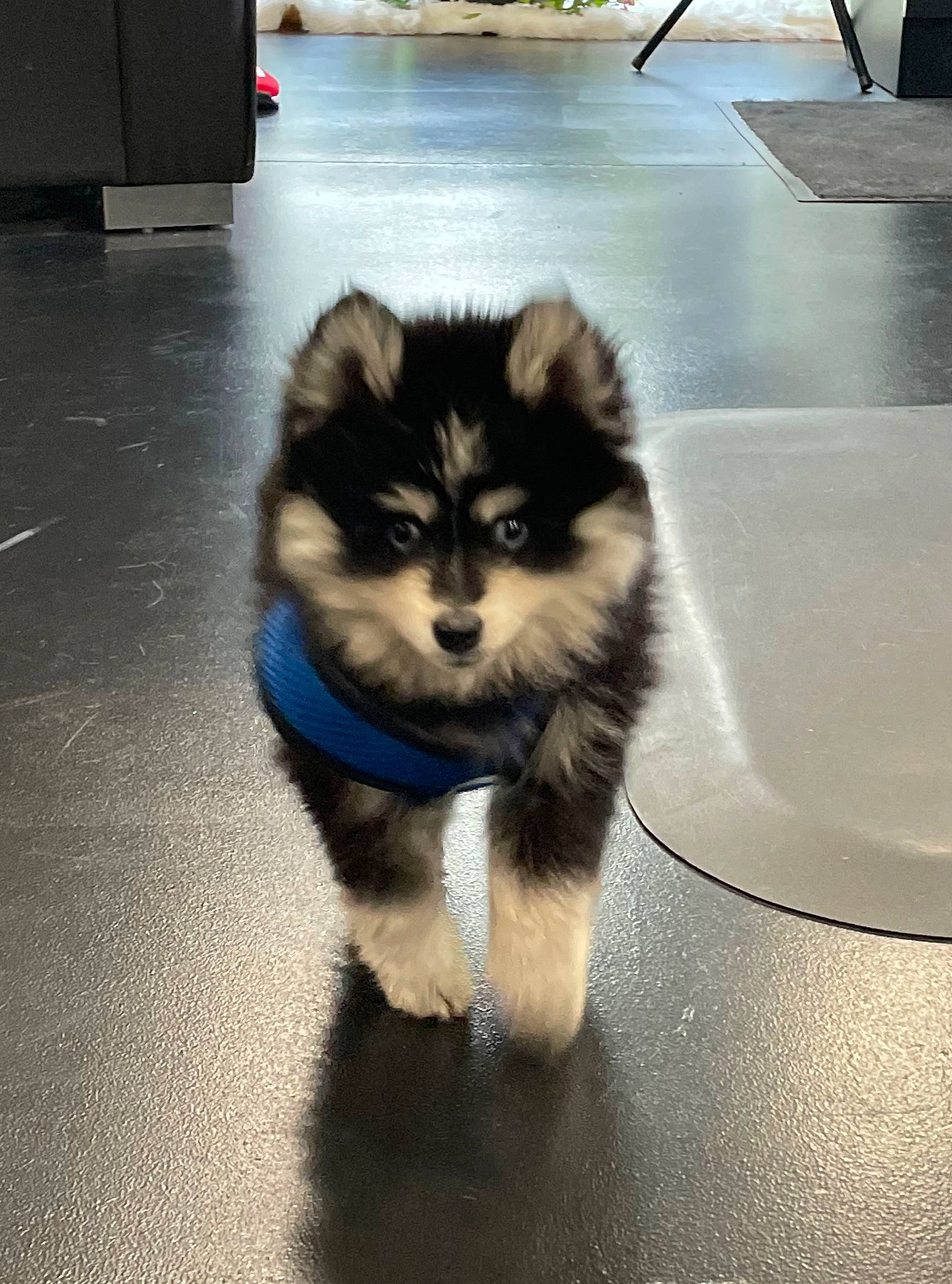 Cubby is registered to the contest to win money with this photo: canidae, canis, carnivore, companion_dog, dog, dog_breed, electric_blue, floor, flooring, fur, german_spitz_klein, herding_dog, sitting, snout, sporting_group, tail, toy_dog, whiskers, working_animal, working_dog