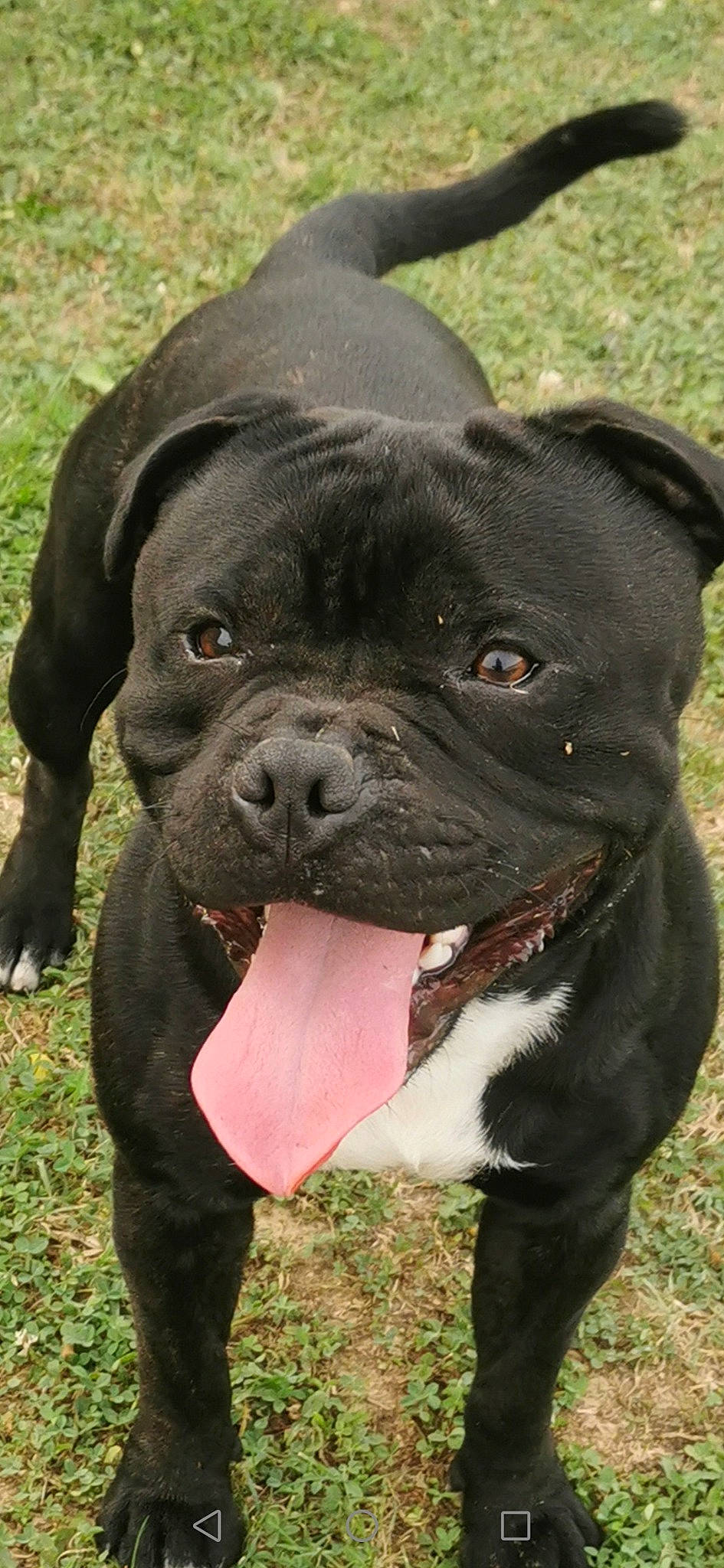 Renzo participe au concours pour gagner de l'argent avec cette photo : borador, canidae, carnivore, collar, companion_dog, dog, dog_breed, dog_collar, fawn, fur, grass, liver, non_sporting_group, plant, snout, sporting_group, terrestrial_animal, whiskers, working_animal, working_dog