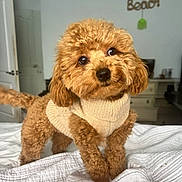 Buffy is registered to the contest to win money with this photo: dog, brown_dog, curly_fur, pet, indoors, bed, blanket, cozy, sweater, cute, small_dog, friendly, home, furniture, door, decor, head_tilt, animal, fur, room