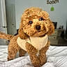 dog, brown_dog, curly_fur, pet, indoors, bed, blanket, cozy, sweater, cute, small_dog, friendly, home, furniture, door, decor, head_tilt, animal, fur, room