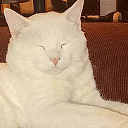 Cast Iron Skillet is registered to the contest to win money with this photo: cat, white_cat, sleeping, cozy, couch, indoor, pet, feline, relaxation, fur, animal, domestic, cute, whiskers, nose, ears, resting, closeup, soft, comfortable