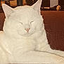 cat, white_cat, sleeping, cozy, couch, indoor, pet, feline, relaxation, fur, animal, domestic, cute, whiskers, nose, ears, resting, closeup, soft, comfortable