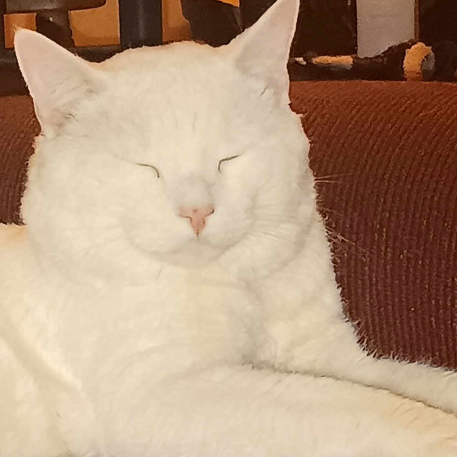 Cast Iron Skillet is registered to the contest to win money with this photo: animal, cat, closeup, comfortable, couch, cozy, cute, domestic, ears, feline, fur, indoor, nose, pet, relaxation, resting, sleeping, soft, whiskers, white_cat