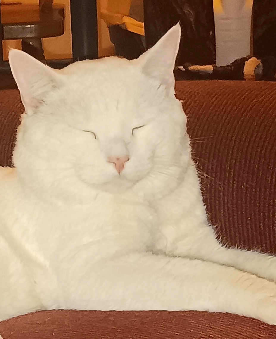 Cast Iron Skillet is registered to the contest to win money with this photo: cat, white_cat, sleeping, cozy, couch, indoor, pet, feline, relaxation, fur, animal, domestic, cute, whiskers, nose, ears, resting, closeup, soft, comfortable