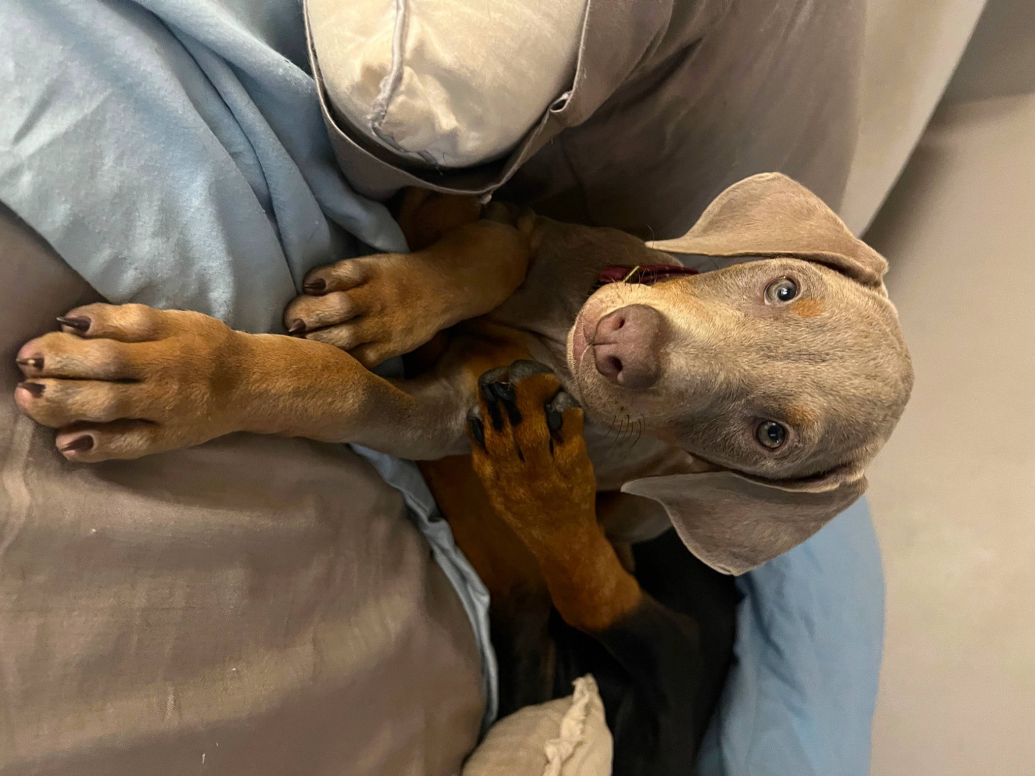 Daisy is registered to the contest to win money with this photo: carnivore, comfort, dog, elbow, fashion_accessory, fawn, fish, foot, gesture, human_leg, mammal, personal_protective_equipment, recreation, sculpture, snout, terrestrial_animal, vertebrate, working_animal, wrinkle, wrist