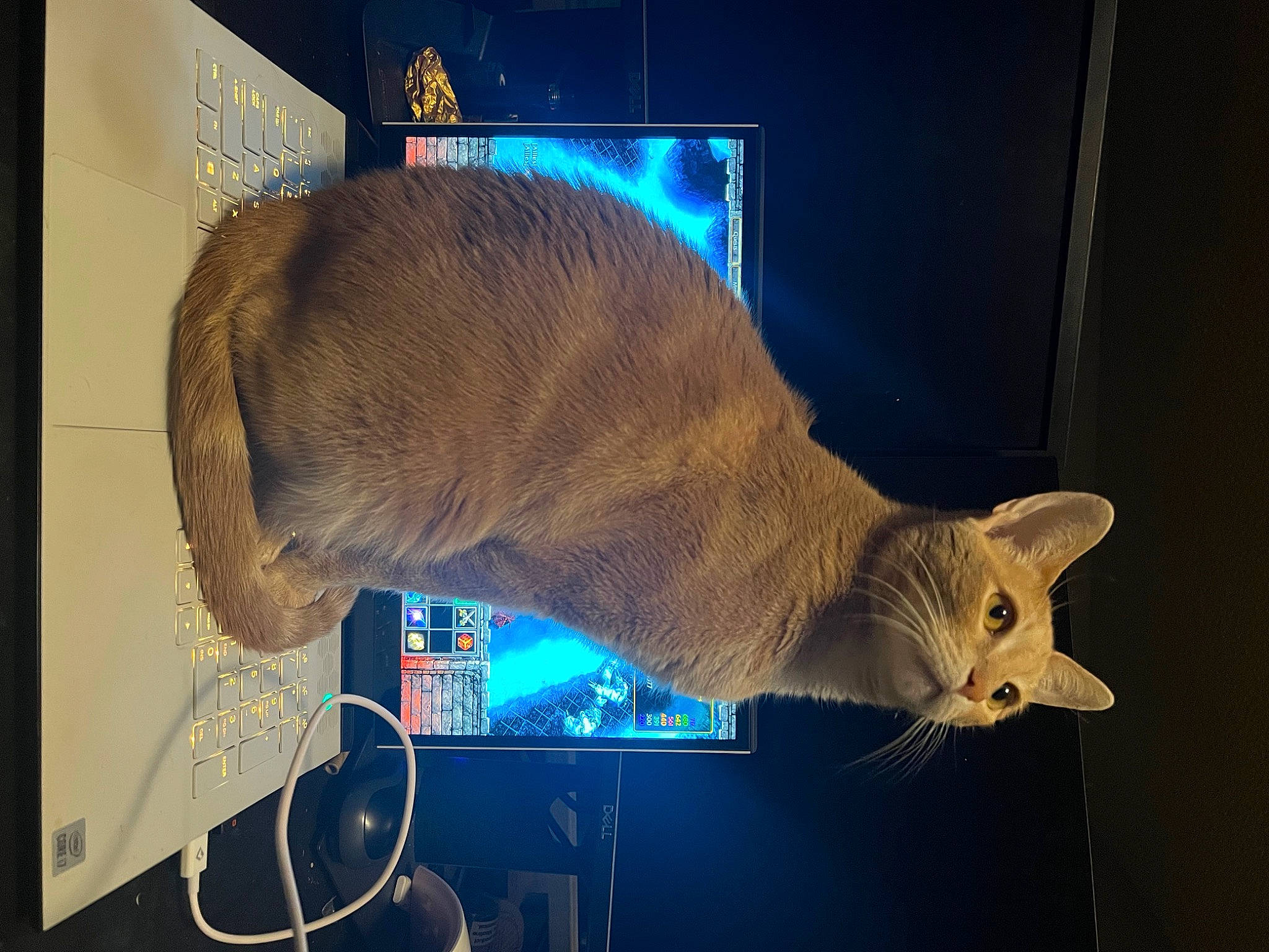Midas is registered to the contest to win money with this photo: art, carnivore, cat, display_device, domestic_short_haired_cat, electric_blue, event, fawn, felidae, fur, mammal, organism, russian_blue, small_to_medium_sized_cats, snout, tail, vertebrate, visual_arts, whiskers