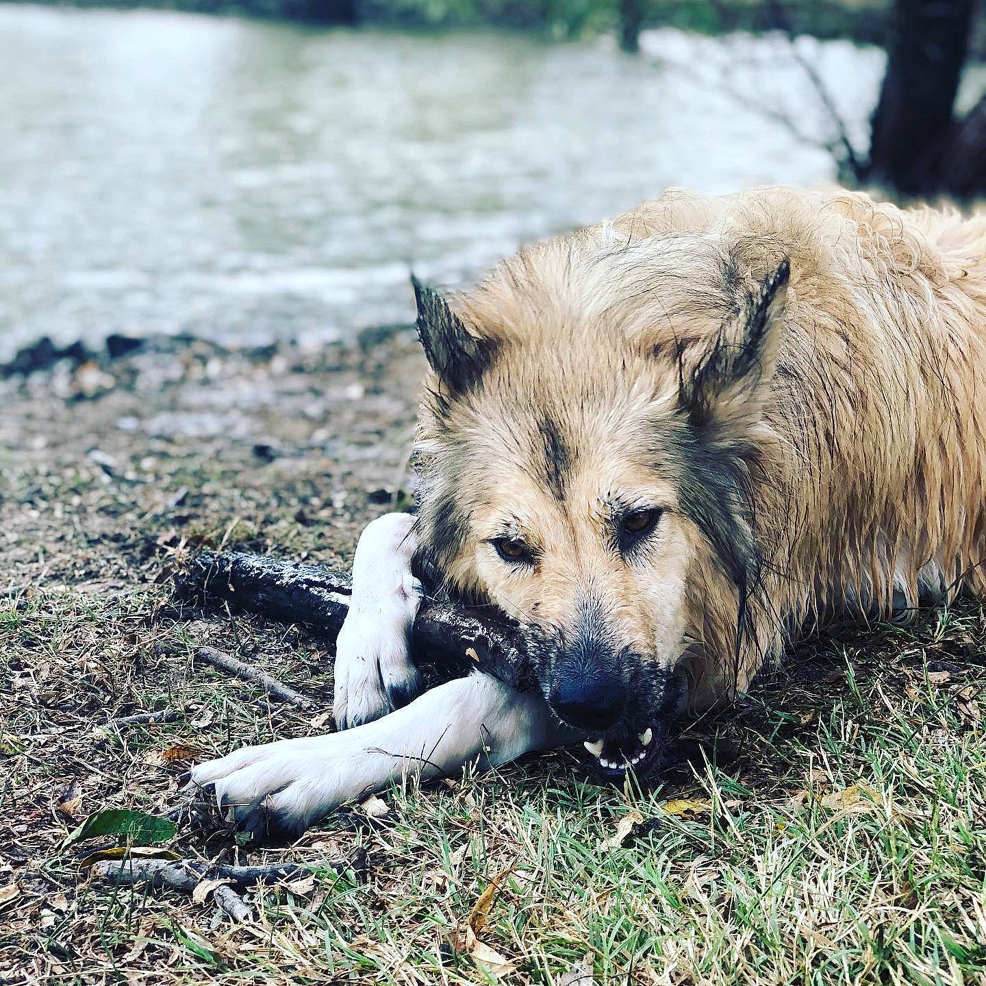 Athena joined the competition — help win amazing prizes! canidae, canis, carnivore, dog, dog_breed, eye, fawn, fur, grass, grassland, lake, natural_landscape, safari, soil, sporting_group, terrestrial_animal, water, wildlife, wolf, zoo