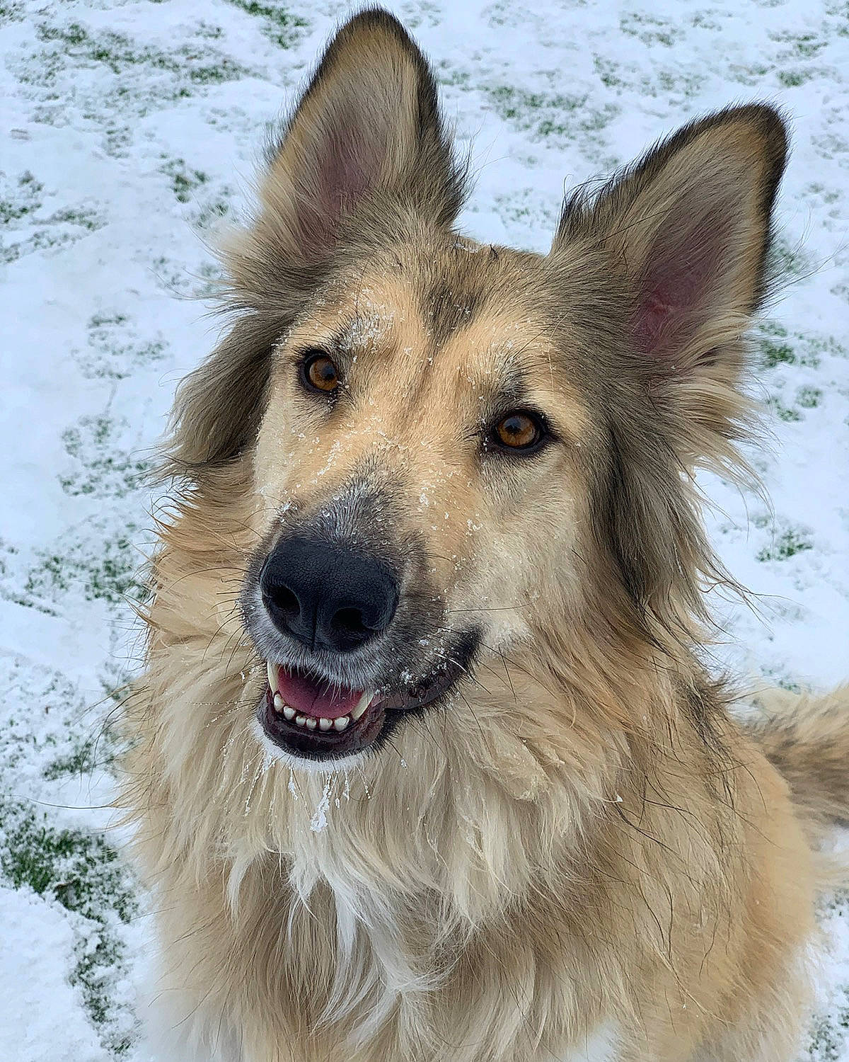 Athena joined the competition — help win amazing prizes! ancient_dog_breeds, carnivore, companion_dog, dog, dog_breed, fur, german_shepherd_dog, herding_dog, king_shepherd, snout, snow, terrestrial_animal, whiskers, winter, working_animal, working_dog