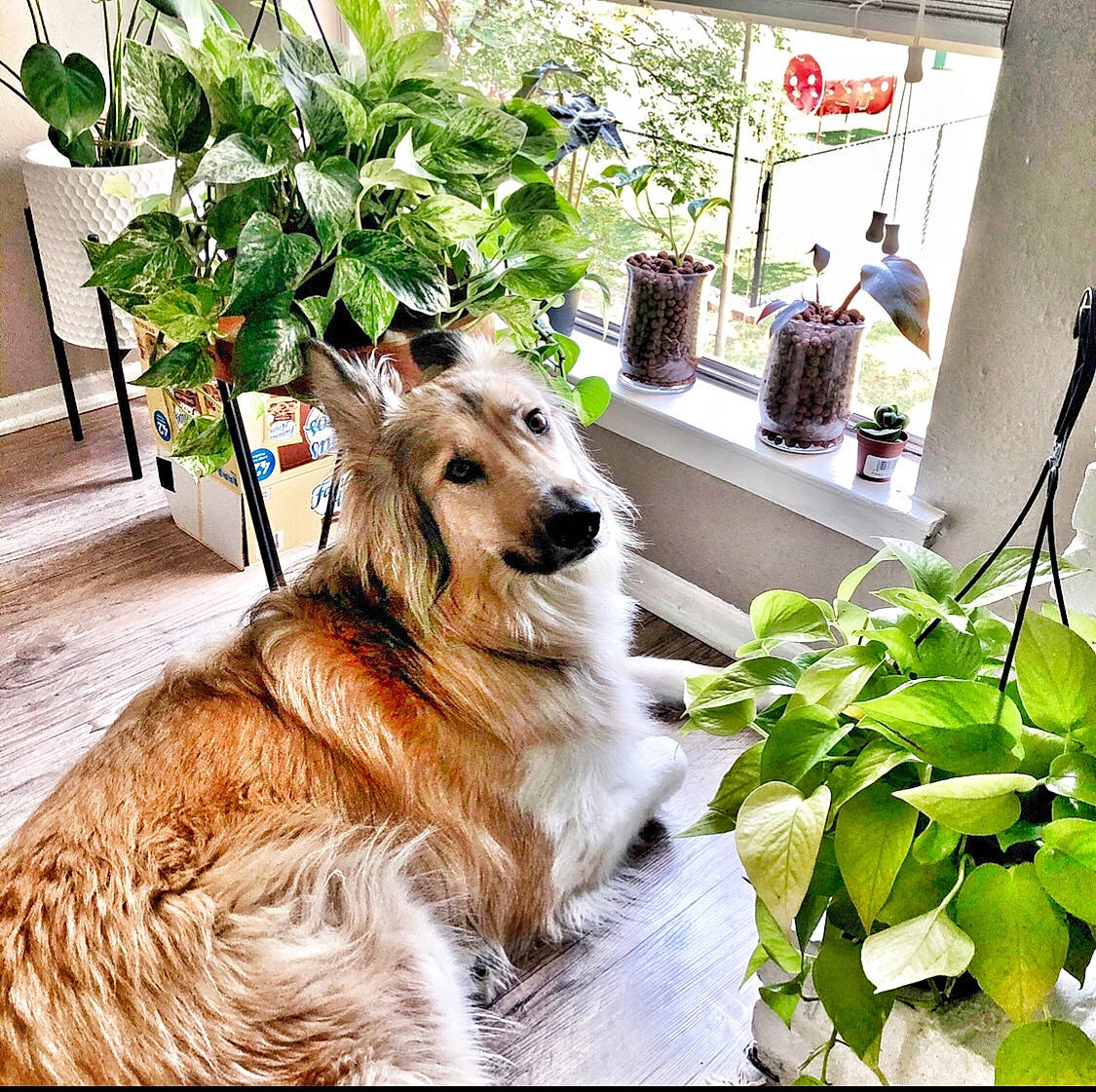 Athena is registered to the contest to win money with this photo: carnivore, chair, collie, companion_dog, dog, dog_breed, event, flooring, flowerpot, fur, grass, hardwood, herding_dog, houseplant, plant, rough_collie, scotch_collie, tree, window, wood
