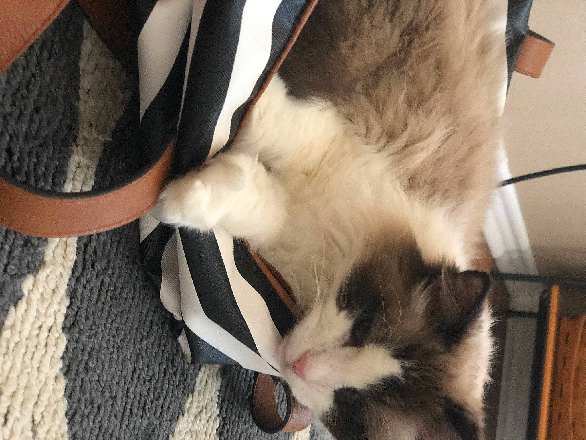 Princess Puff joined the competition — help win amazing prizes! balinese, bookcase, carnivore, cat, collar, comfort, companion_dog, dog_breed, fawn, felidae, fur, gesture, mammal, paw, small_to_medium_sized_cats, snout, tail, thai, vertebrate, whiskers