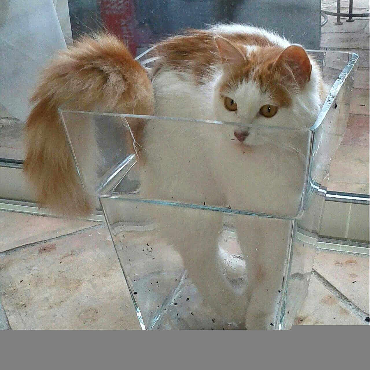 Lilou participe au concours pour gagner de l'argent avec cette photo : abyssinian, angora, animal, basket, bowl, box, cat, cup, den, furniture, ice, indoors, jar, kitten, manx, pet, plant, pottedplant, pottery, vase