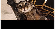 Tuffy is registered to the contest to win money with this photo: animal, bed, black, cat, closeup, cute, feline, fur, geometric_pattern, gold, indoor, lying_down, paw, pet, pillow, portrait, relaxed, resting, tabby, whiskers