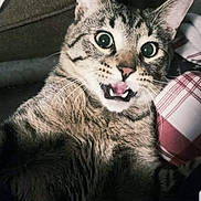 Tuffy is registered to the contest to win money with this photo: animal, cat, checkered, close_up, cozy, domestic_cat, ears, feline, fur, indoor, mouth_open, pet, pillow, portrait, resting, screenshot, surprised, tabby, whiskers, wide_eyes