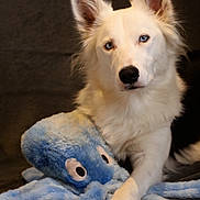 Venus participe au concours pour gagner de l'argent avec cette photo : dog, white_dog, blue_eyes, plush_toy, octopus_toy, soft_toy, indoor, portrait, pet, animal, fur, cute, companionship, laying_down, closeup, looking, ears_up, toy, cuddly, furry